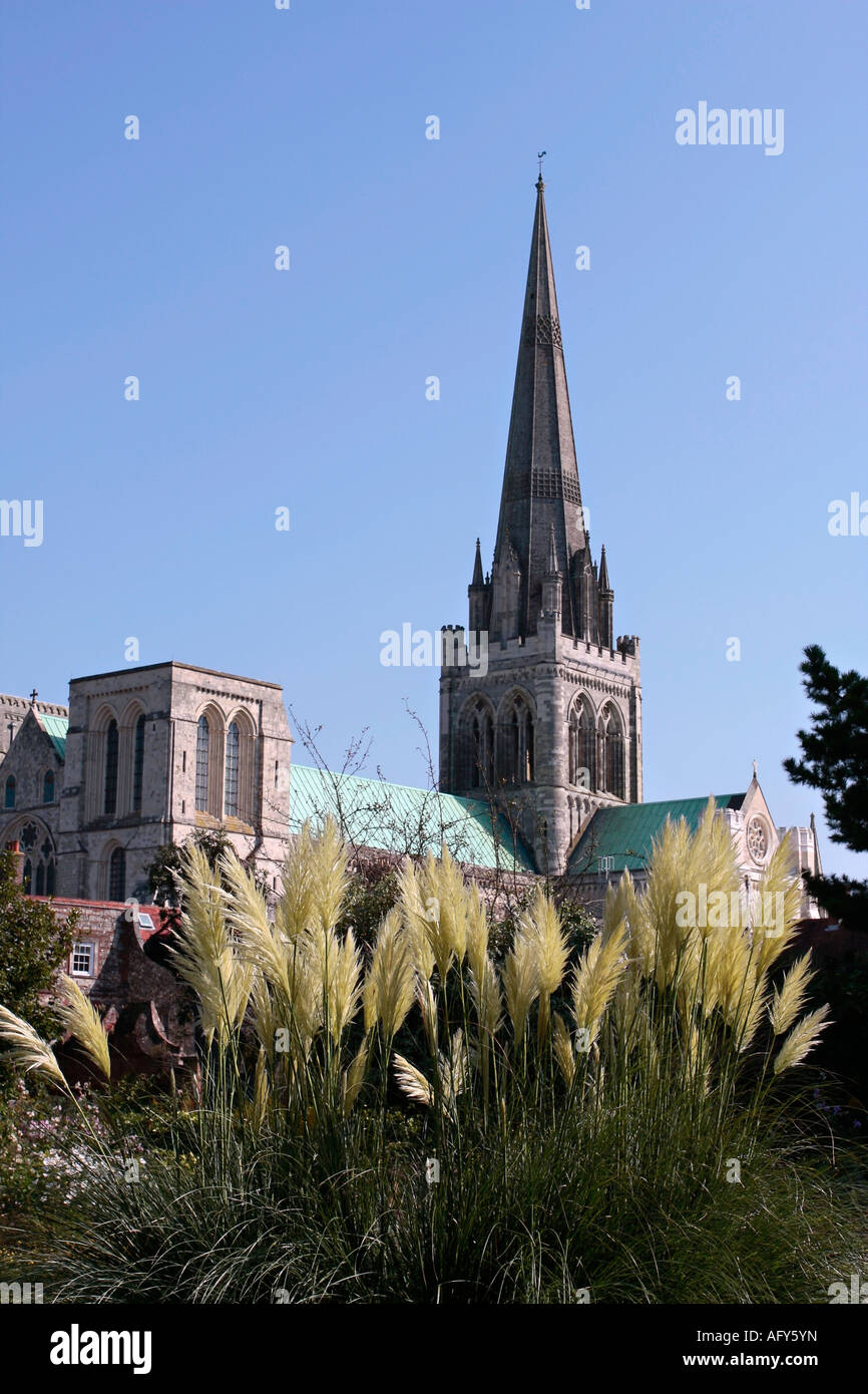 Pampas grass (Cortaderia selloana) dans les jardins du palais des évêques avec la cathédrale de Chichester en arrière-plan, Sussex, Royaume-Uni Banque D'Images