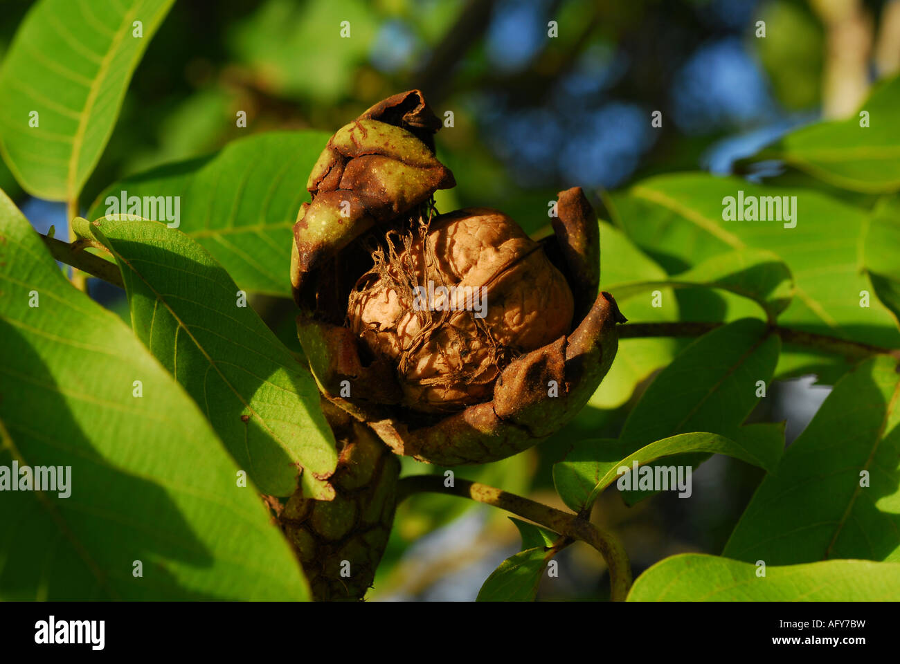 Les noix mûres débordant de l'enveloppe verte familière révélant les  coques, sud-Touraine, France Photo Stock - Alamy