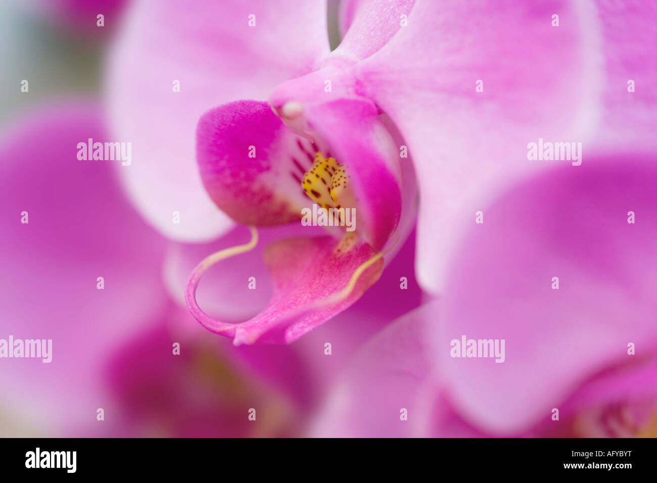 Fleurs orchidée rose en détail Banque D'Images