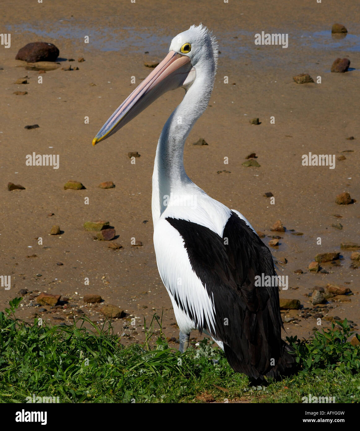 Pelican au repos sur la plage. Banque D'Images