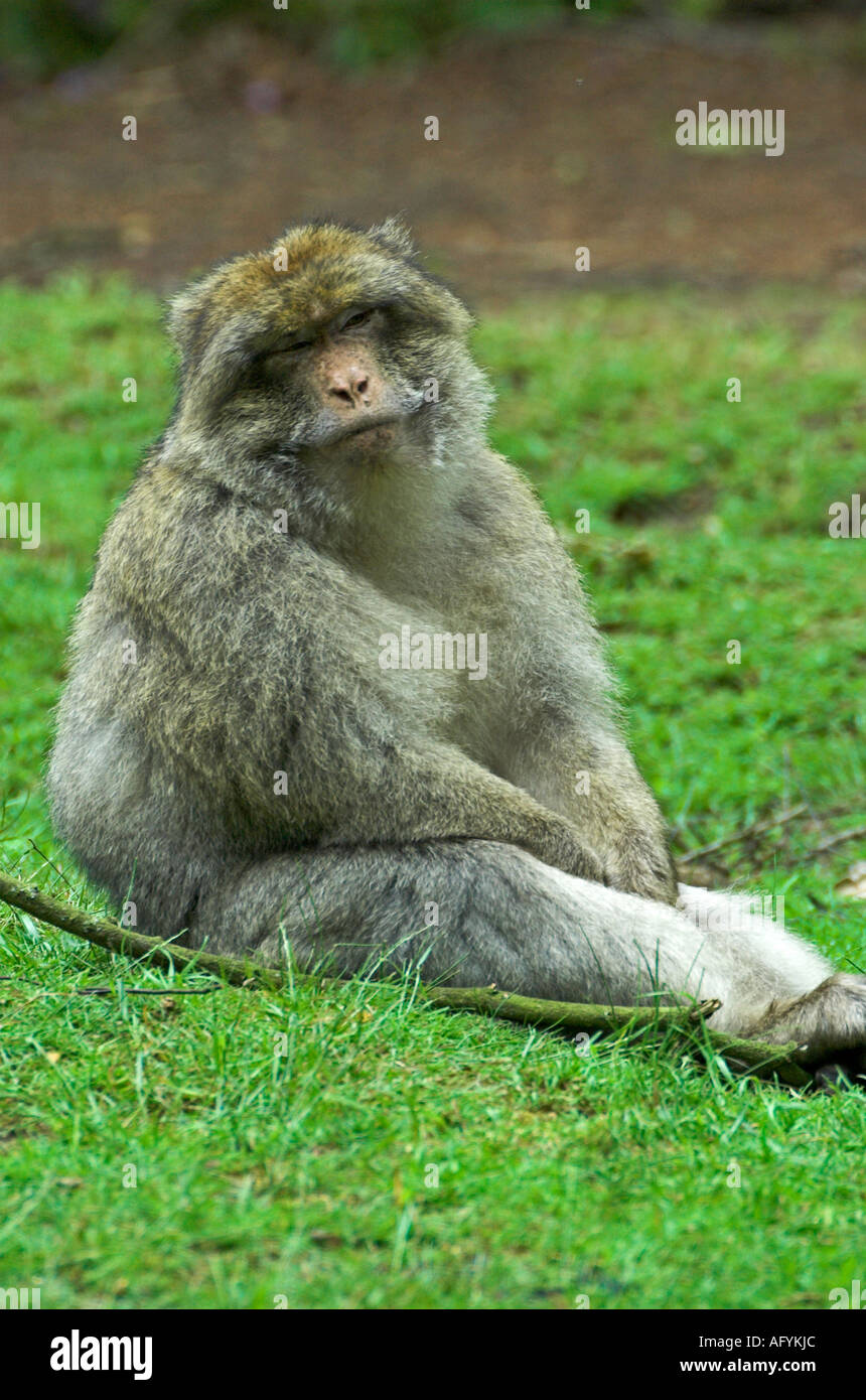 Macaque berbère Banque D'Images