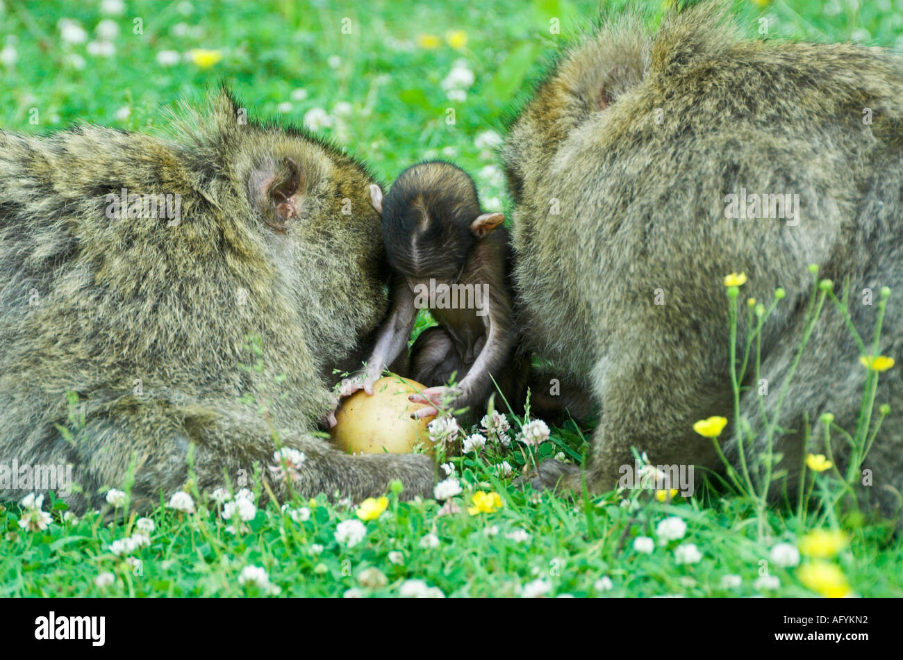 Singe Macaque de Barbarie Banque D'Images