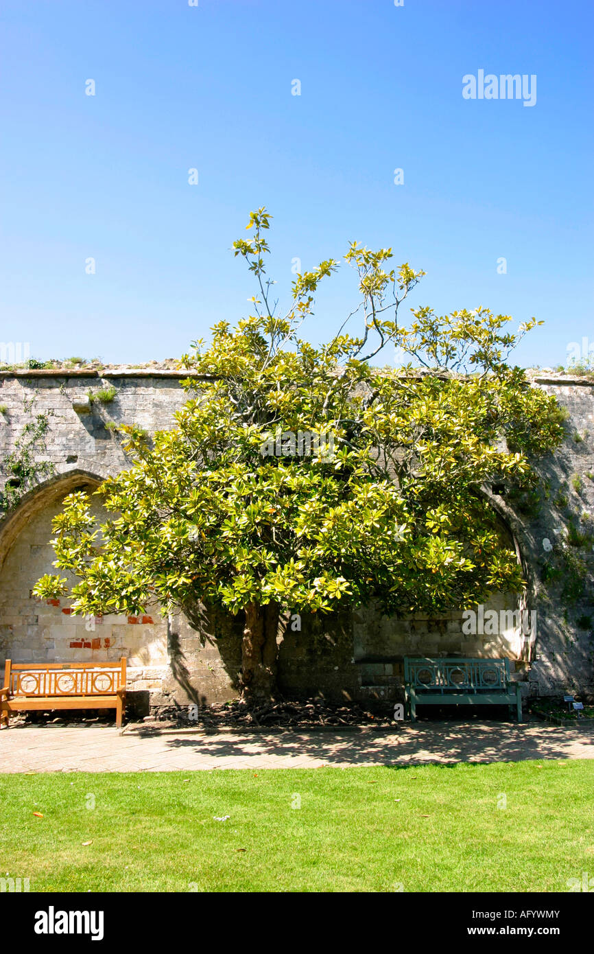 Beaulieu dans le Hampshire Magnolia grandiflora dans les cloîtres Banque D'Images