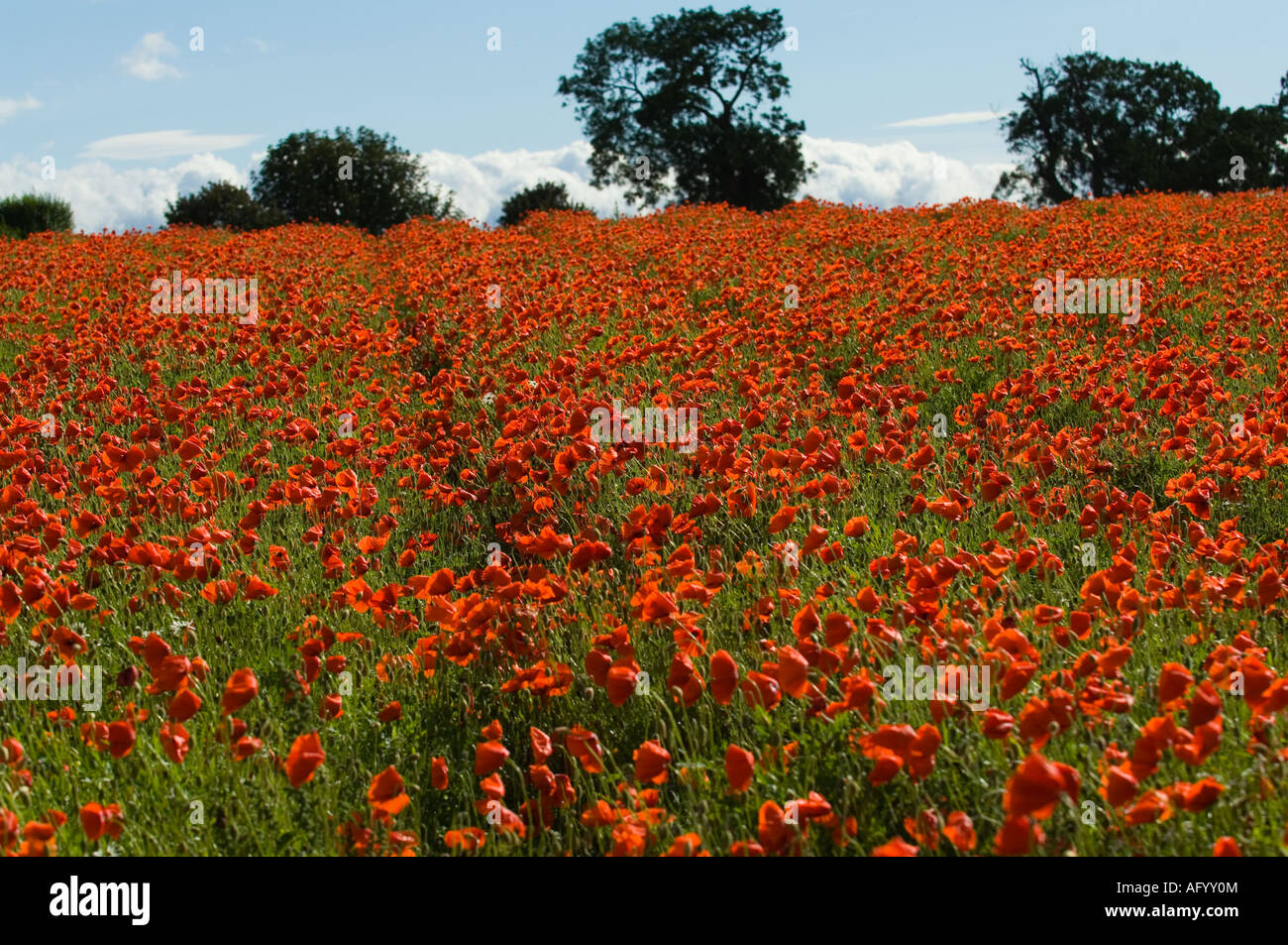 Coquelicot (Papaver rhoeas) floraison sur champ cultivé près de Crail Fife Scotland UK Septembre Banque D'Images