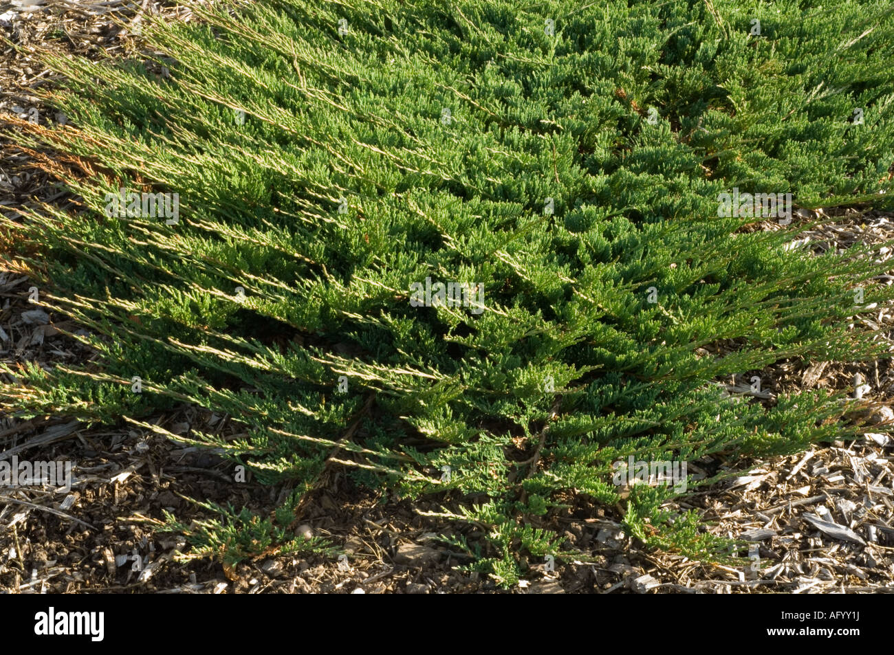 Le genévrier horizontal (Juniperus horizontalis) revêtement de sol origine bush Amérique du Nord de plus en septembre UK jardin écossais Banque D'Images