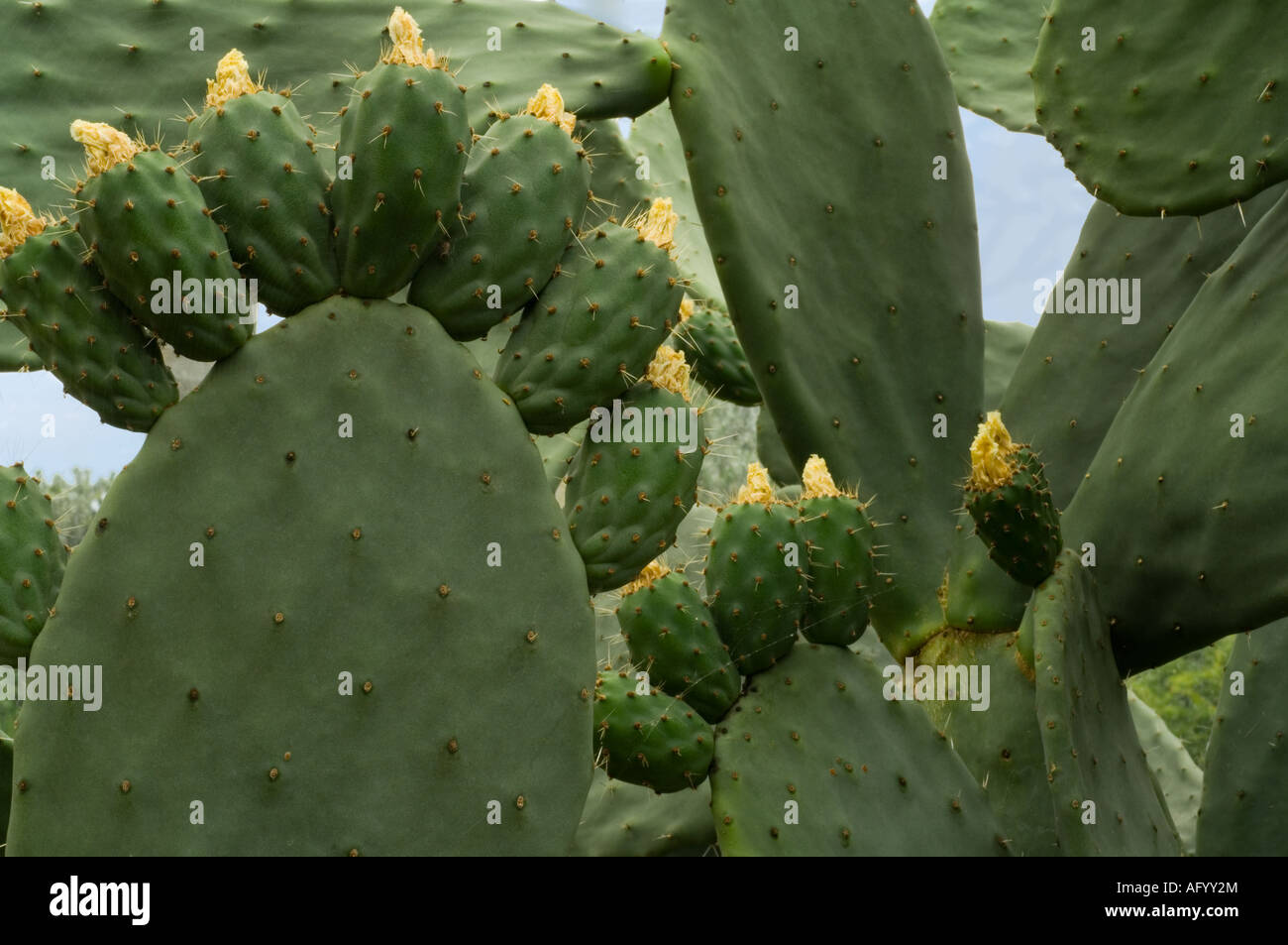 Opuntia ficus indica Banque de photographies et d'images à haute résolution  - Alamy