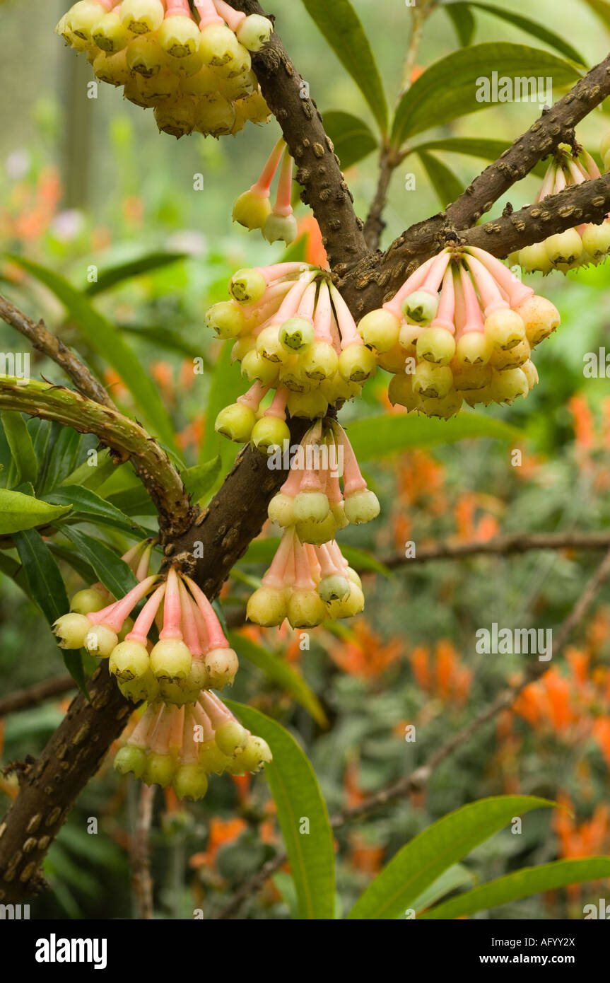 Agapetes variegata originaire du nord de l'Inde la floraison en Grande-Bretagne conservatory Banque D'Images