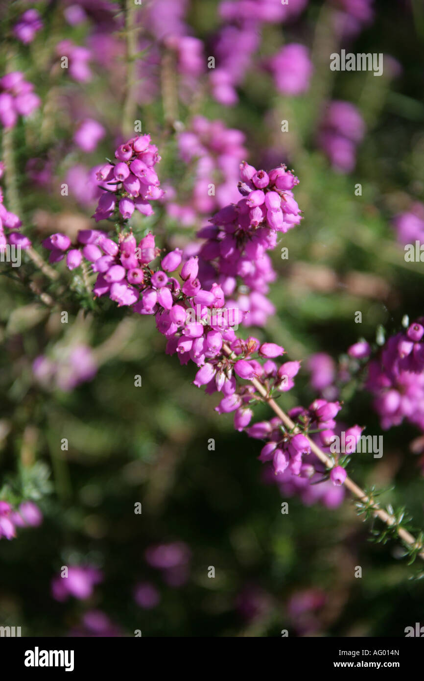 Heather Bell, Erica cinerea, Ericaceae Banque D'Images