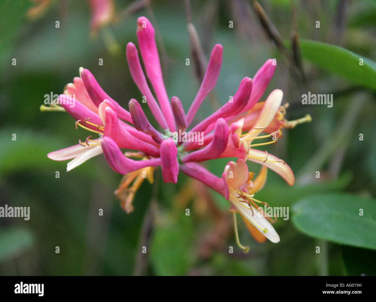 Le chèvrefeuille, Lonicera periclymenum, Caprifoliaceae Banque D'Images