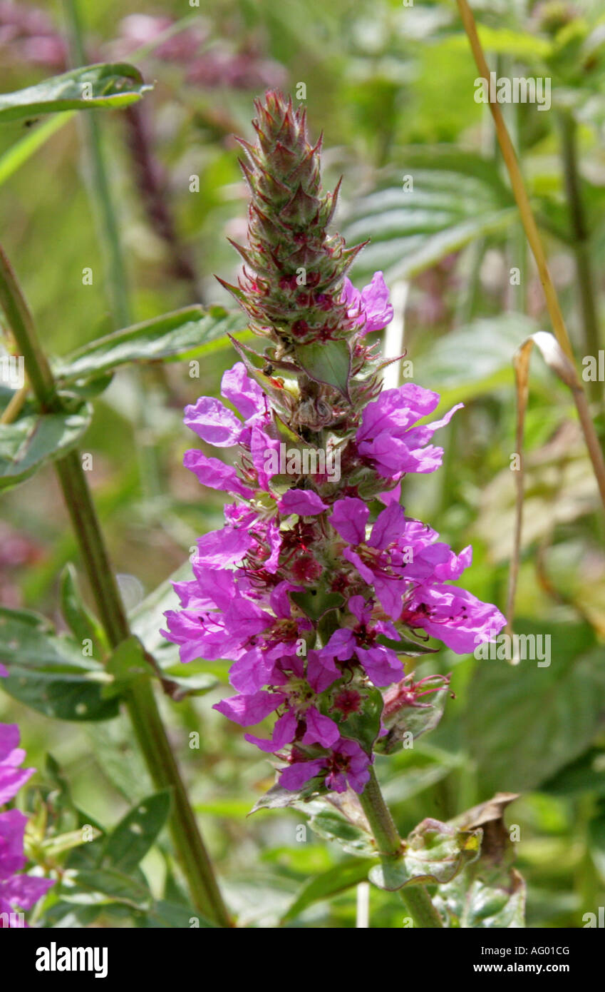 La salicaire pourpre, Lythrum salicaria, Lythraceae Banque D'Images