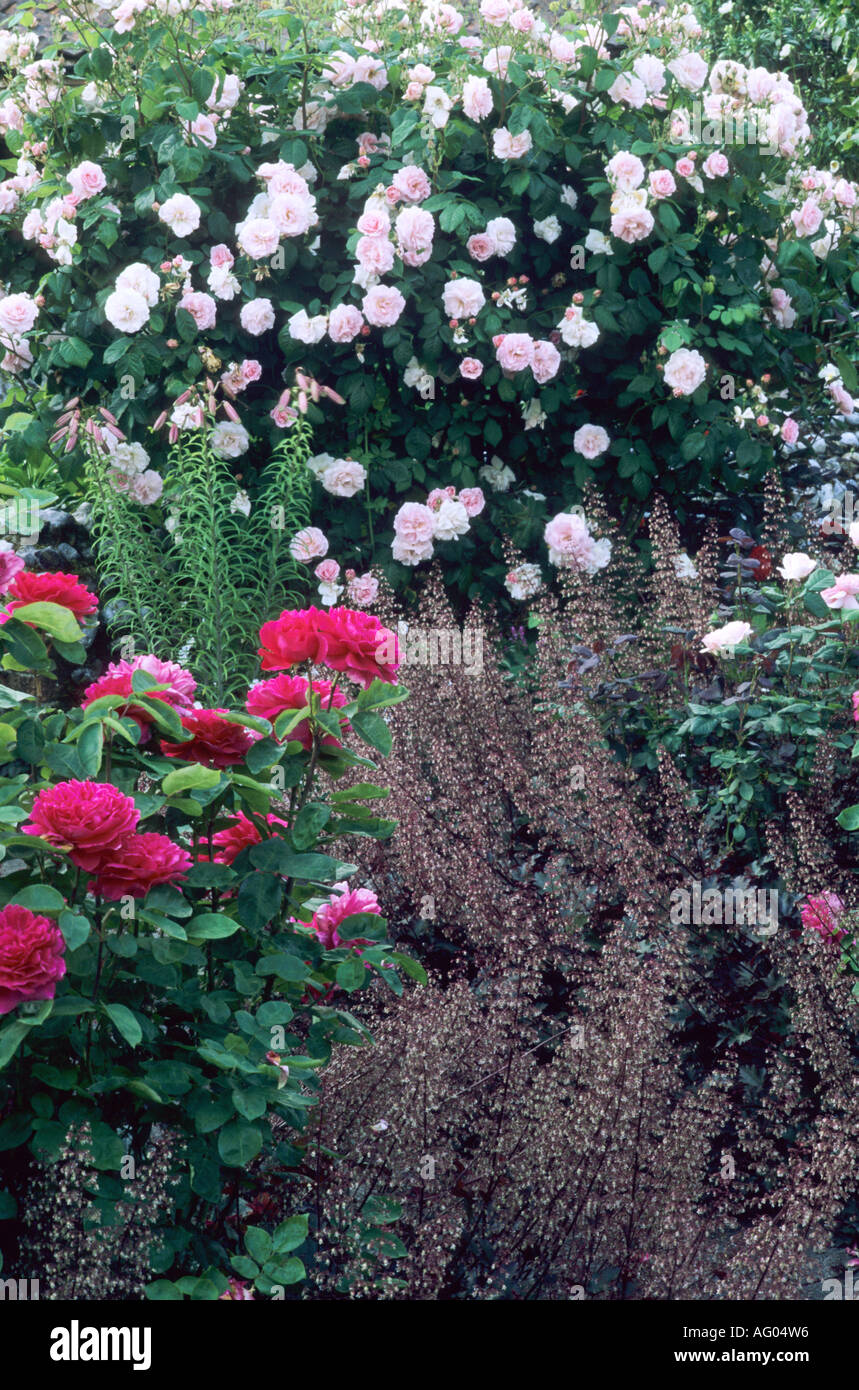 Jardin de roses ,Heuchera 'Chocolate Ruffles', pelouses Farm Banque D'Images
