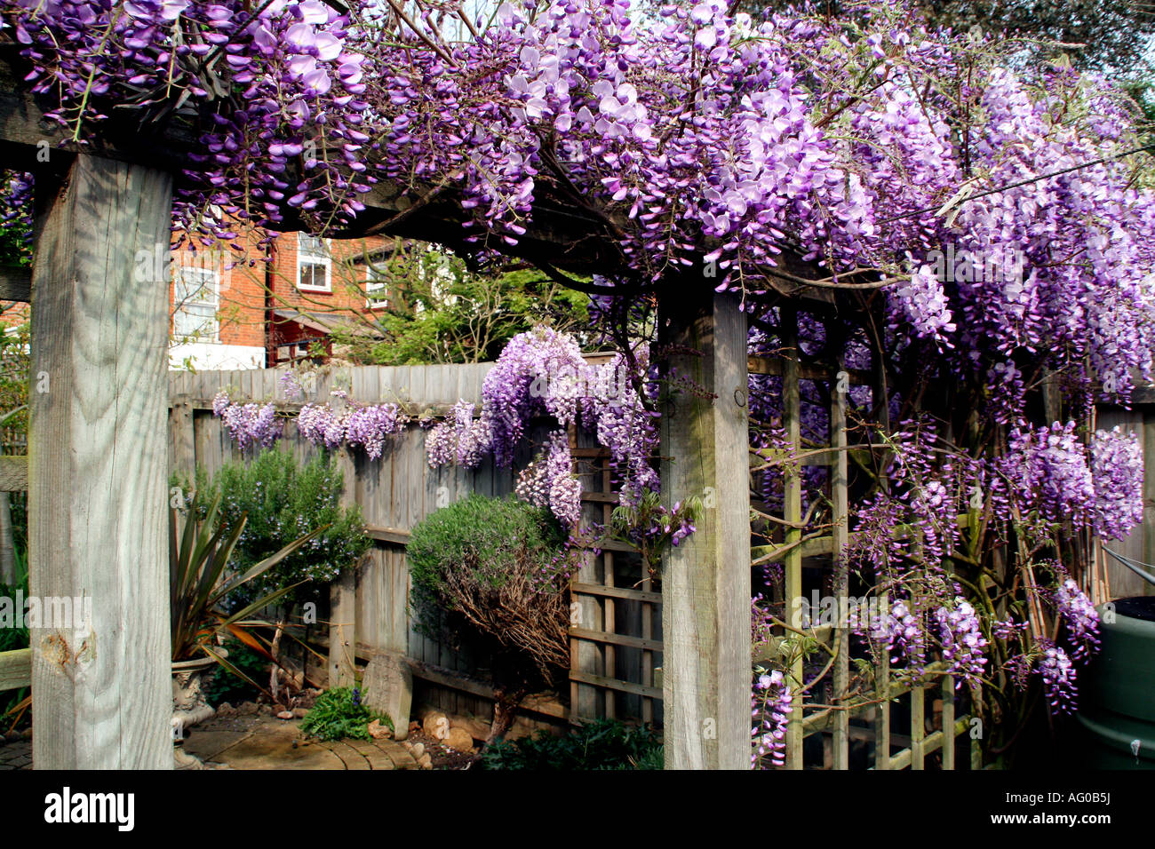 Glycine En Pleine Floraison Au Printemps En Anglais De La Ville Jardin Photo Stock Alamy