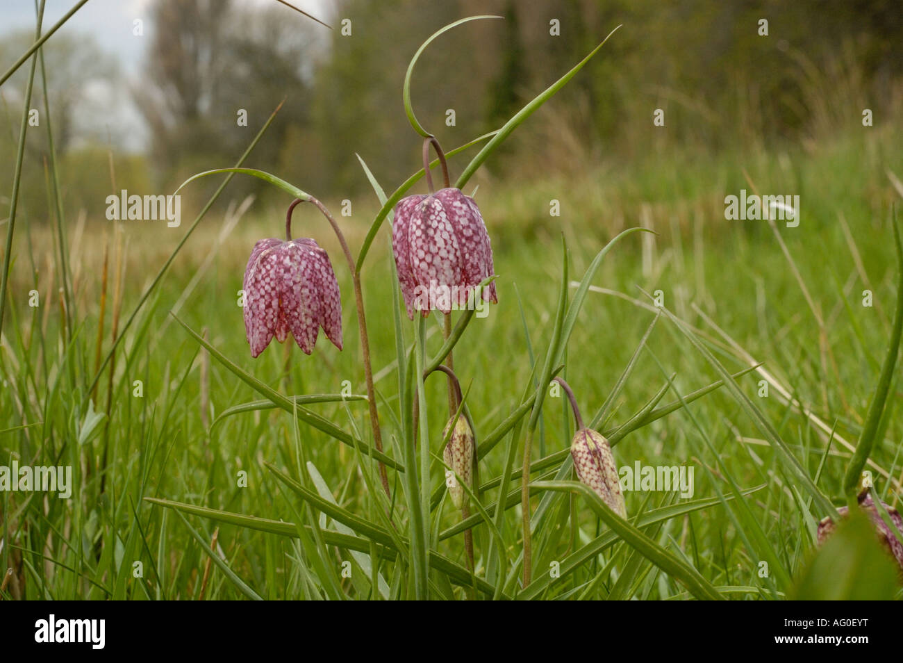 Snakeshead Fritillary, fritillaria meleagris Banque D'Images