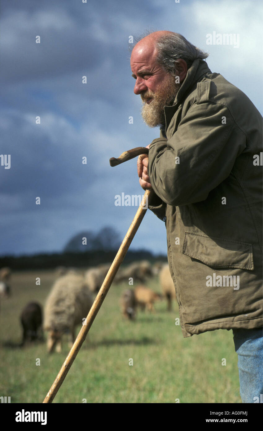 Pays-bas Exloo Berger avec moutons et chien Banque D'Images