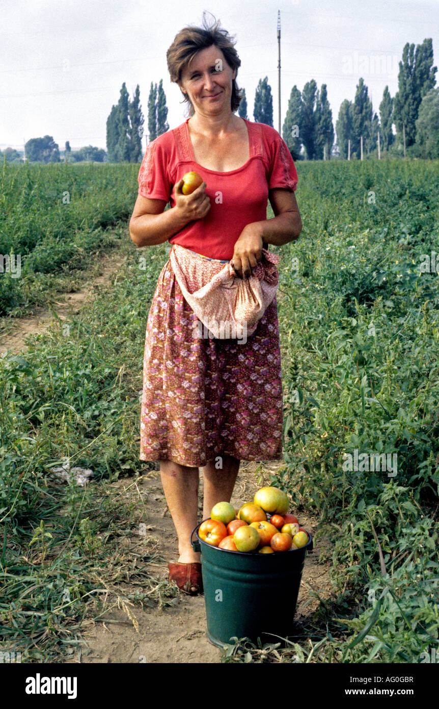 Woman picking tomatoes dans la région de Crimée Ukraine Banque D'Images