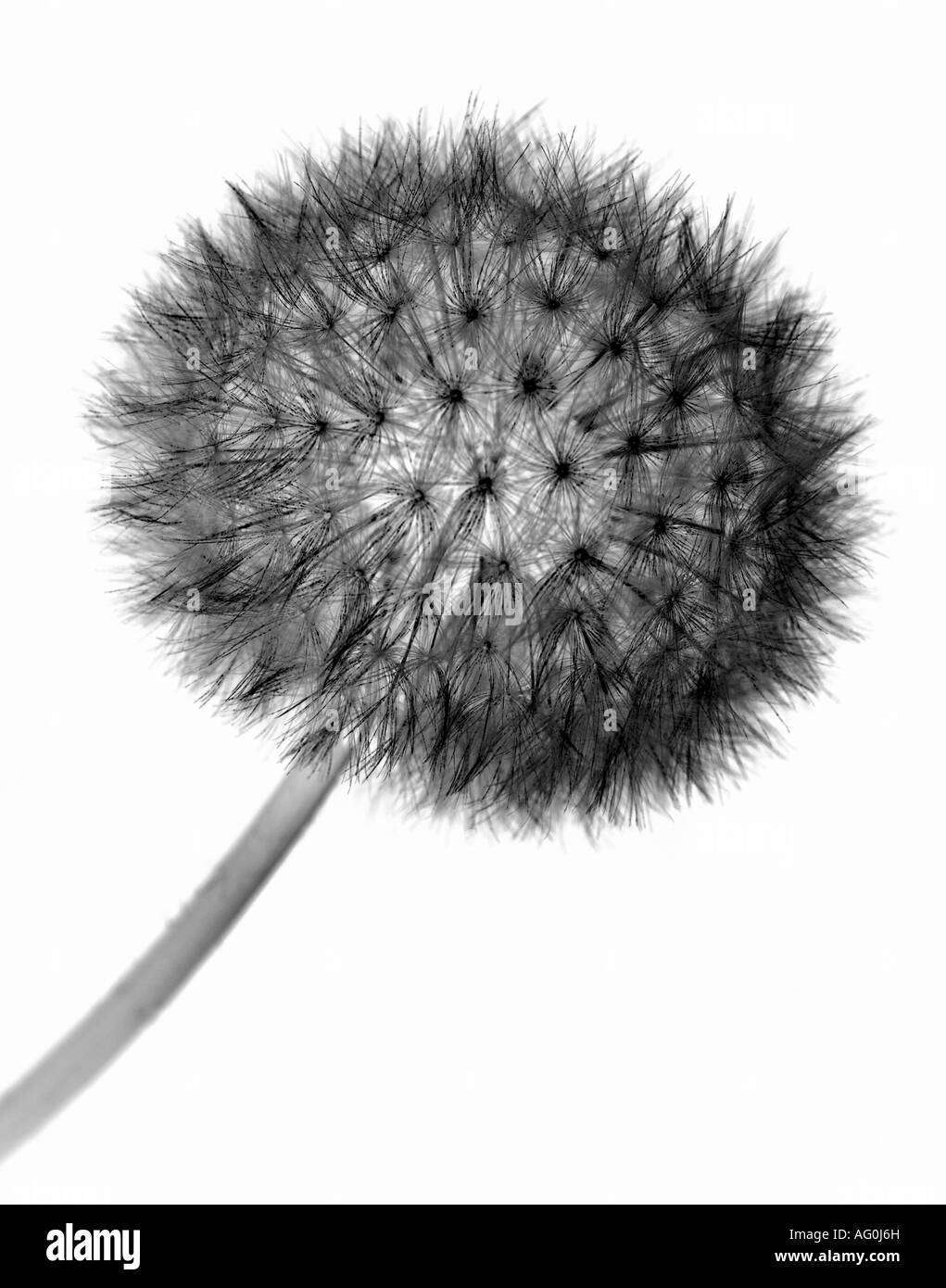 Image de gros plan inversée d'une horloge Dandelion, fond blanc Banque D'Images