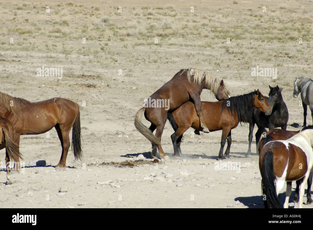 Les chevaux sauvages du désert de l'ouest Banque D'Images