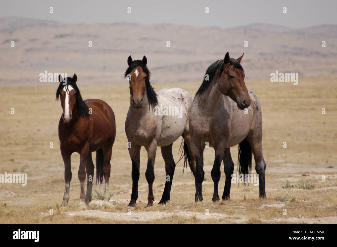 Les chevaux sauvages du désert de l'ouest Banque D'Images