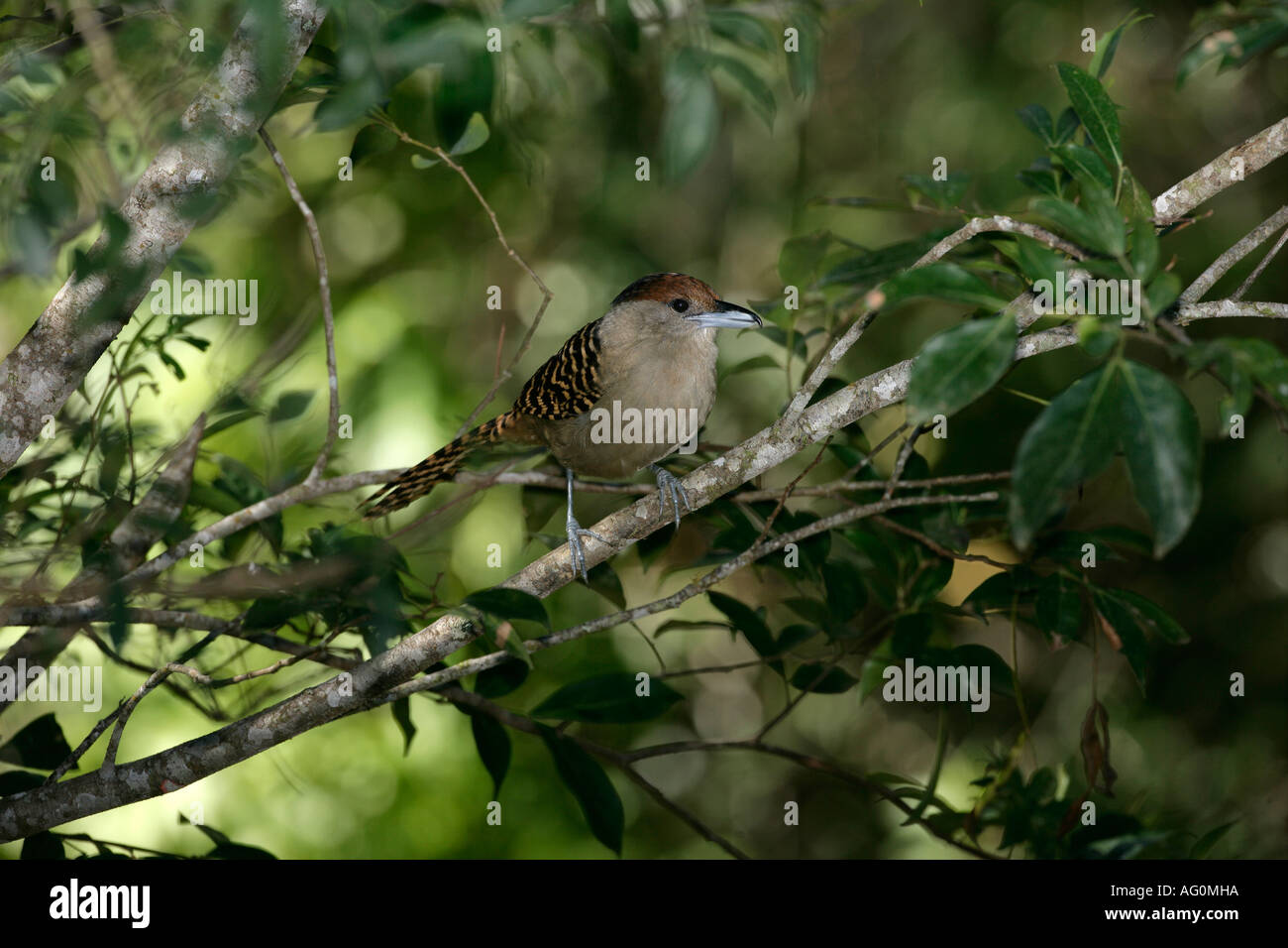 ANTSHRIKE Batara cinerea géant Femme Brésil Banque D'Images