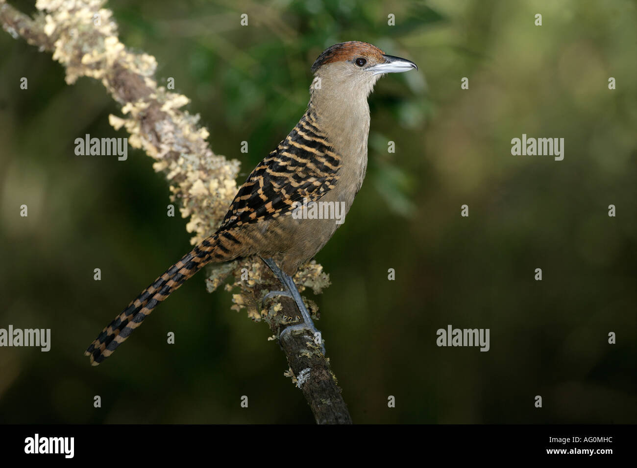 ANTSHRIKE Batara cinerea géant Femme Brésil Banque D'Images