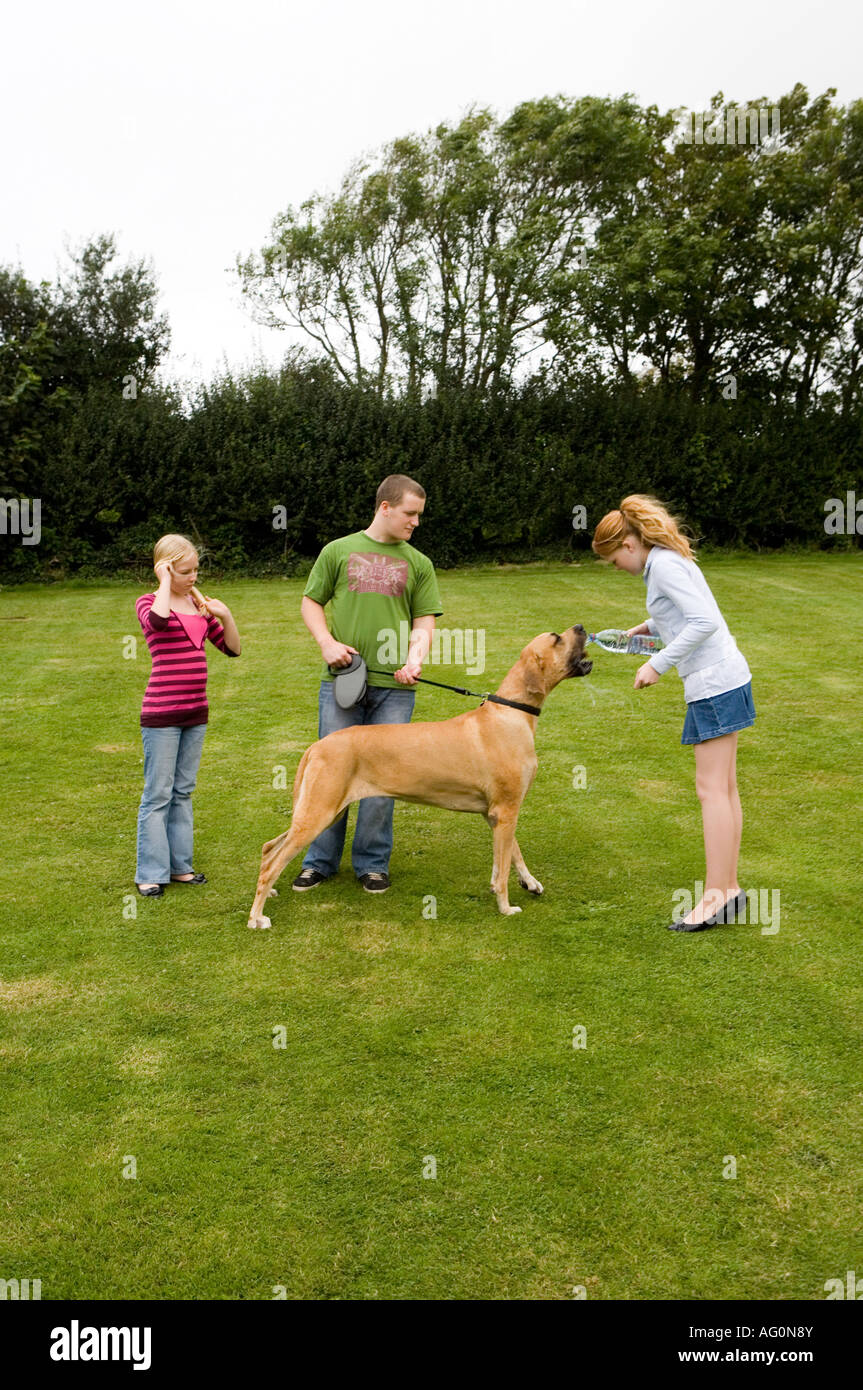 Dogue Allemand Banque D'Images