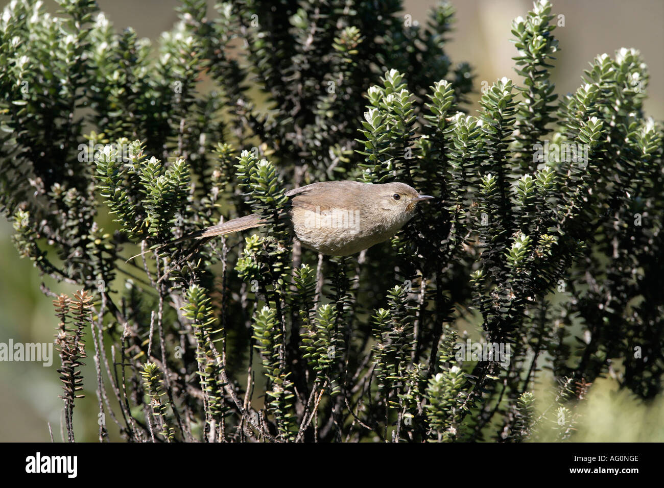 ITATIAIA THISTLETAIL Schizoeaca moreirae Brésil Banque D'Images