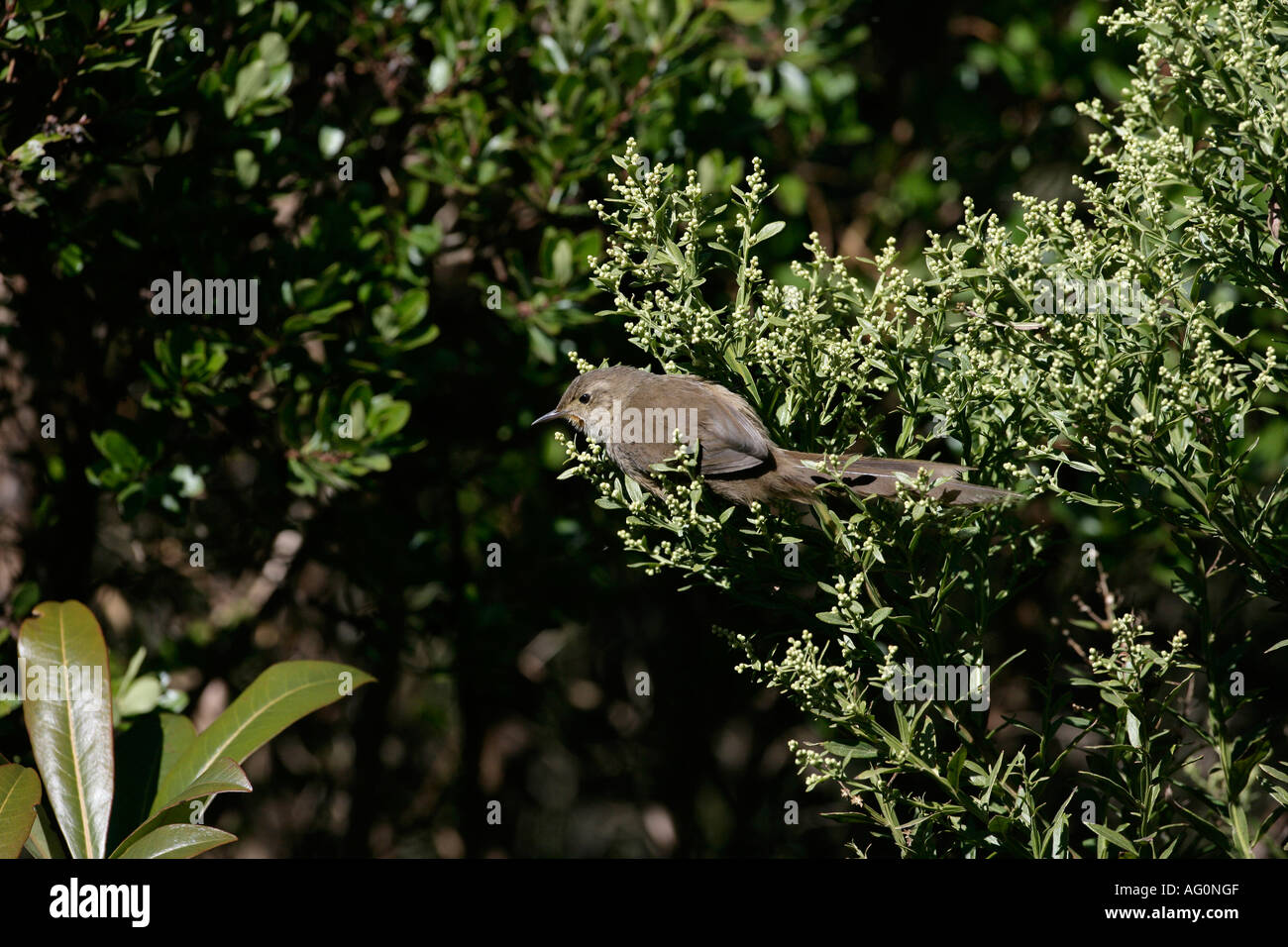 ITATIAIA THISTLETAIL Schizoeaca moreirae Brésil Banque D'Images