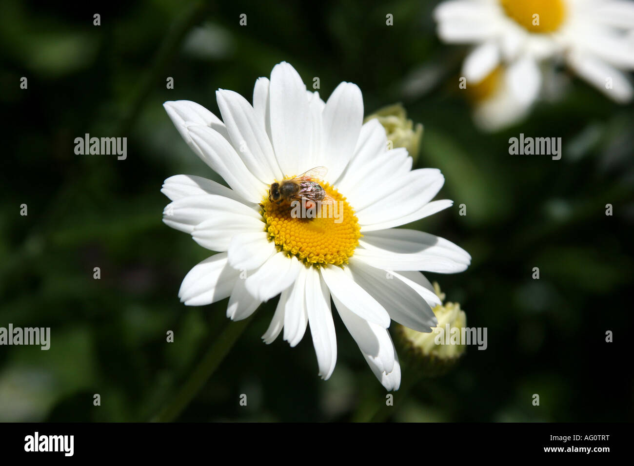 Ou Bellis perennis fleurs daisy vu à Boquete, Chiriqui Province Foire à fleurs Panama avec une abeille pleine de pollen Banque D'Images