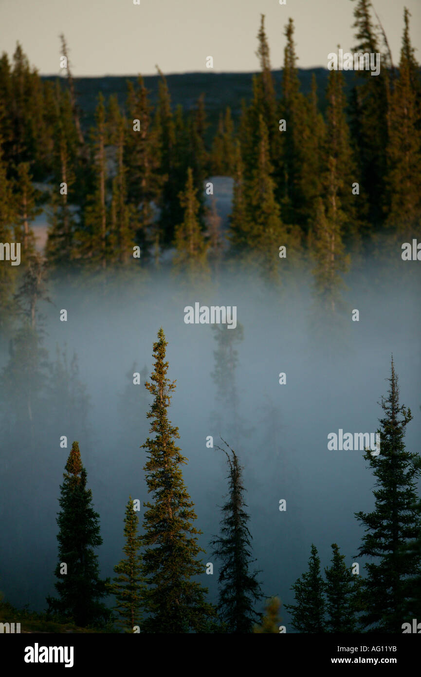 Misty spruce forest au lever du soleil, près de Whitefish Lake dans une région appelée la toundra, les Territoires du Nord-Ouest, Canada. Banque D'Images