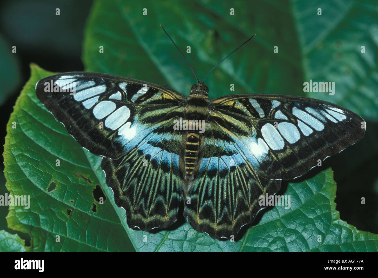 Parthenos sylvia Clipper Butterfly Banque D'Images