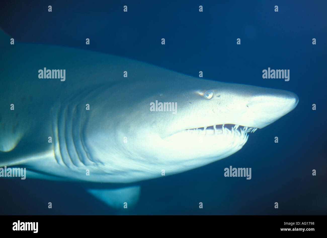 Requin nourrice gris Banque D'Images