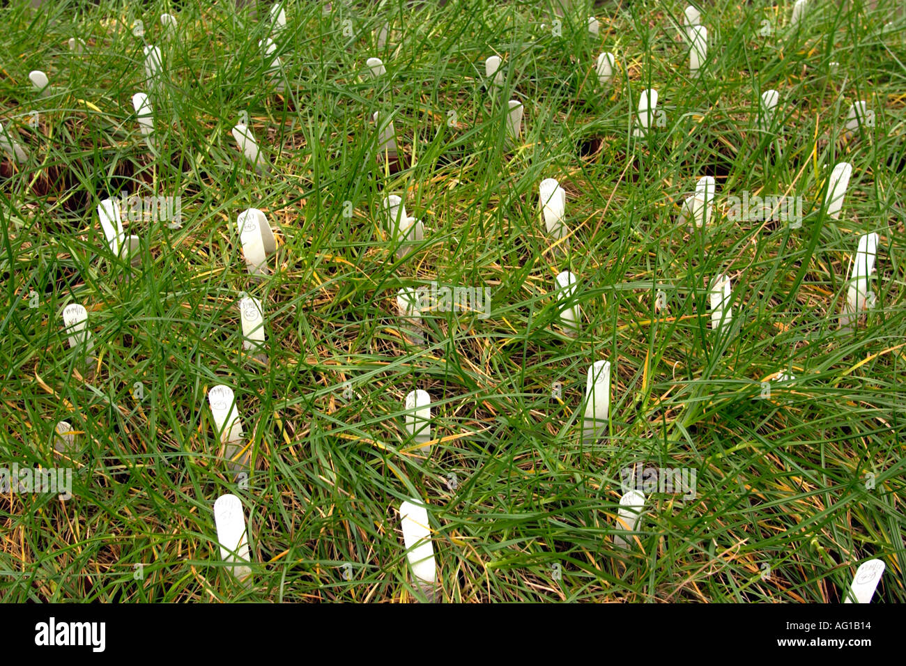 De nouveaux types de graminées cultivées à l'Institute of Grassland and Environmental Research (IGER West Wales Aberystwyth UK Banque D'Images