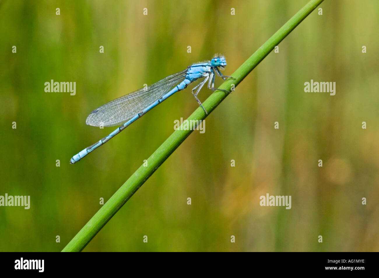 Une demoiselle bleue (fly) anallagma atricollis reposant sur un roseau. Banque D'Images