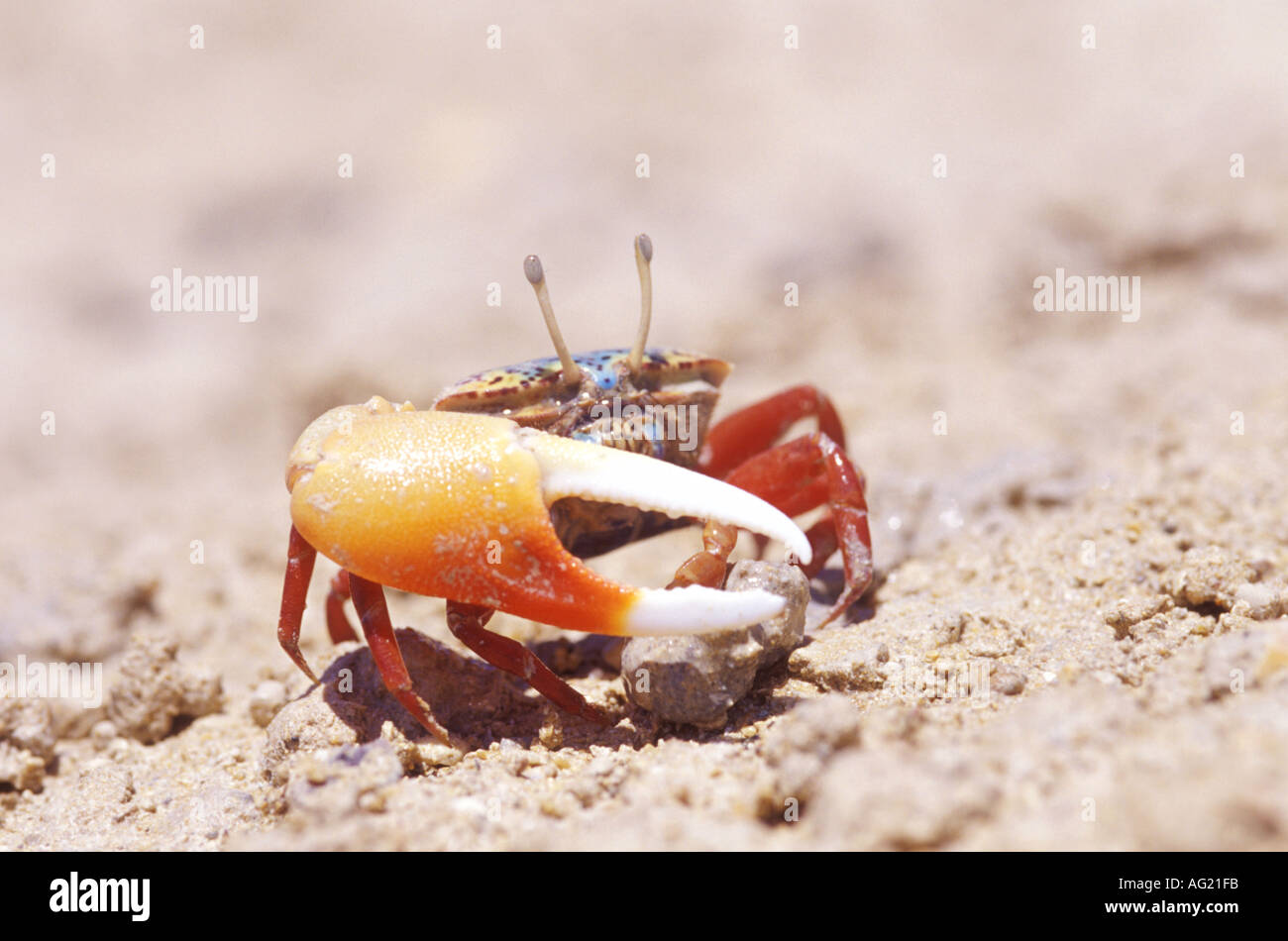 L'Égypte du crabe violoniste mâle Banque D'Images