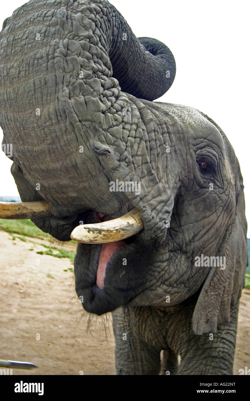 Knysna Elephant Park Banque D'Images