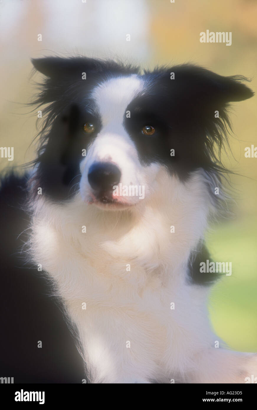 Portrait d'un chien Border Collie Banque D'Images