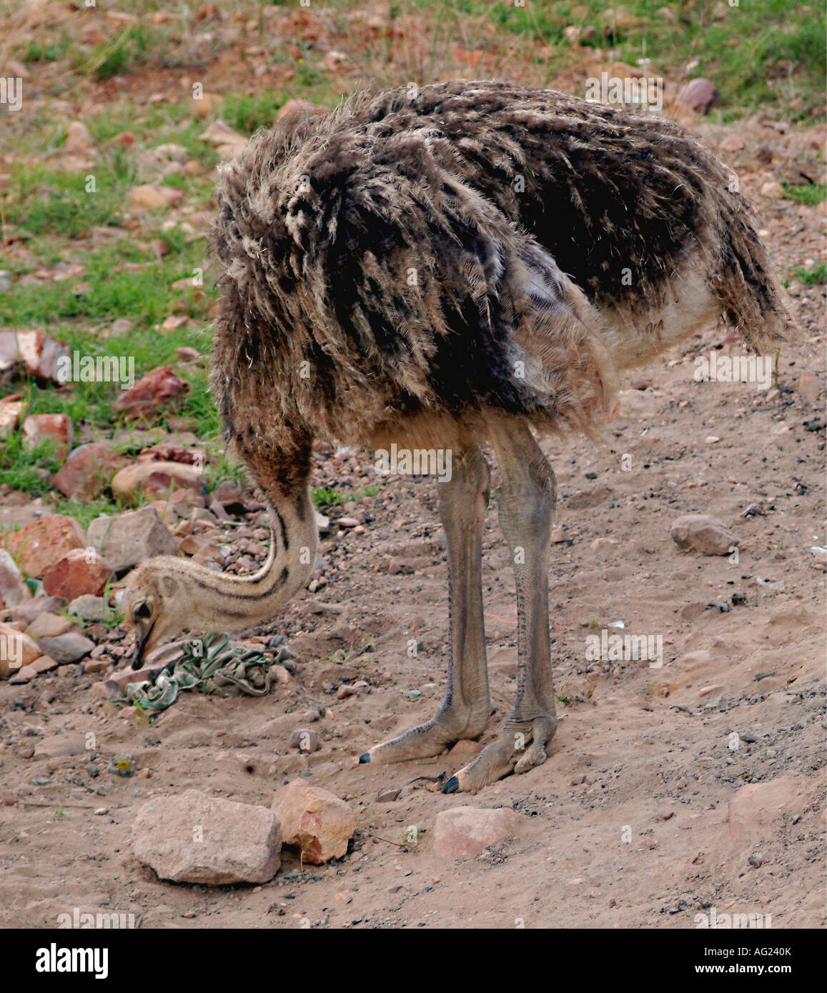 Une jeune autruche se promène sur la recherche d'aliments Banque D'Images