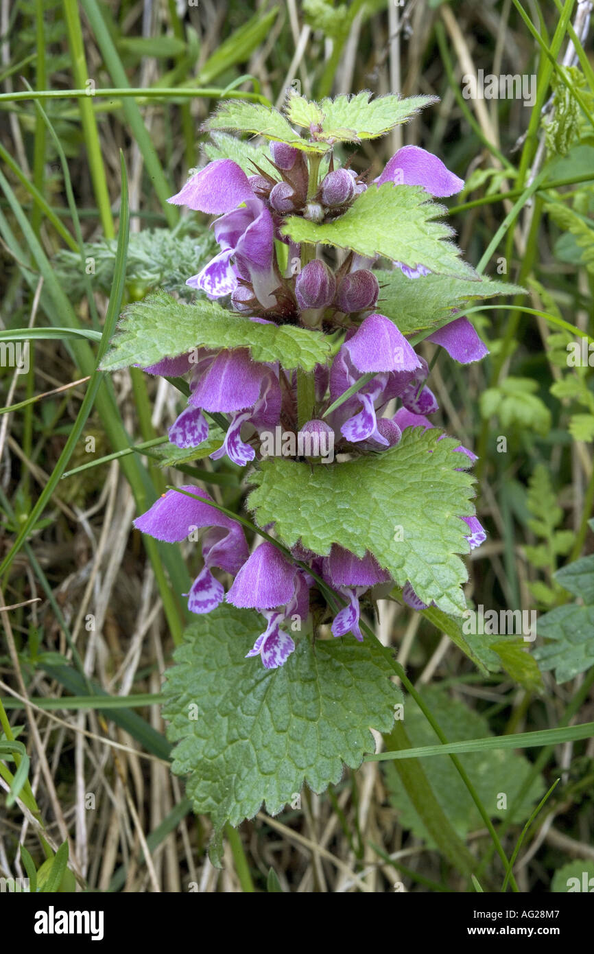 Botanique, Lamium, Lamium maculatum 'usine', avec des fleurs violettes, , Additional-Rights Clearance-Info-Not-Available- Banque D'Images
