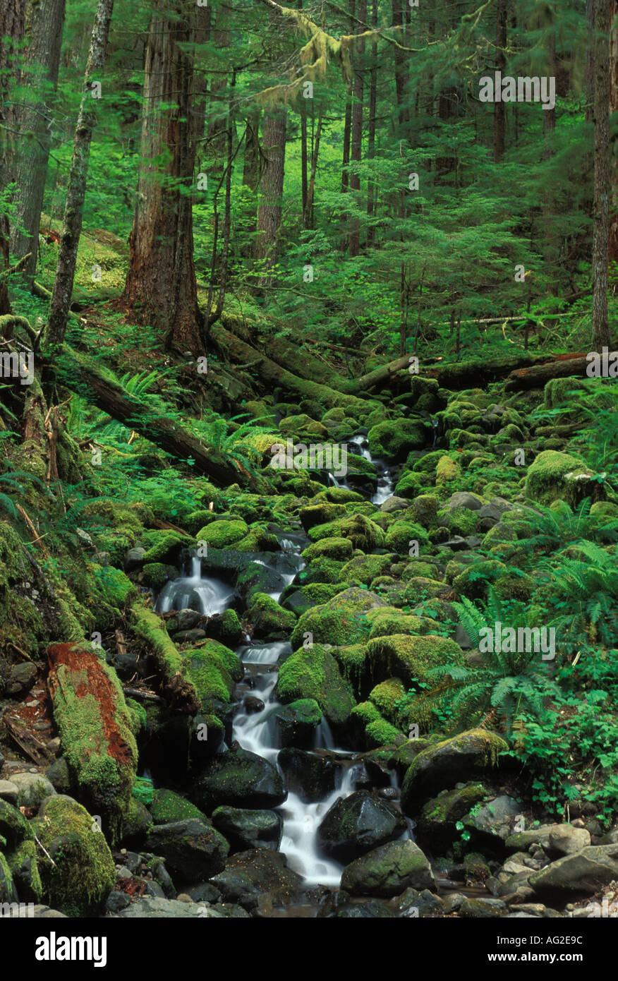 USA Washington Olympic National Park Service en forêt Banque D'Images