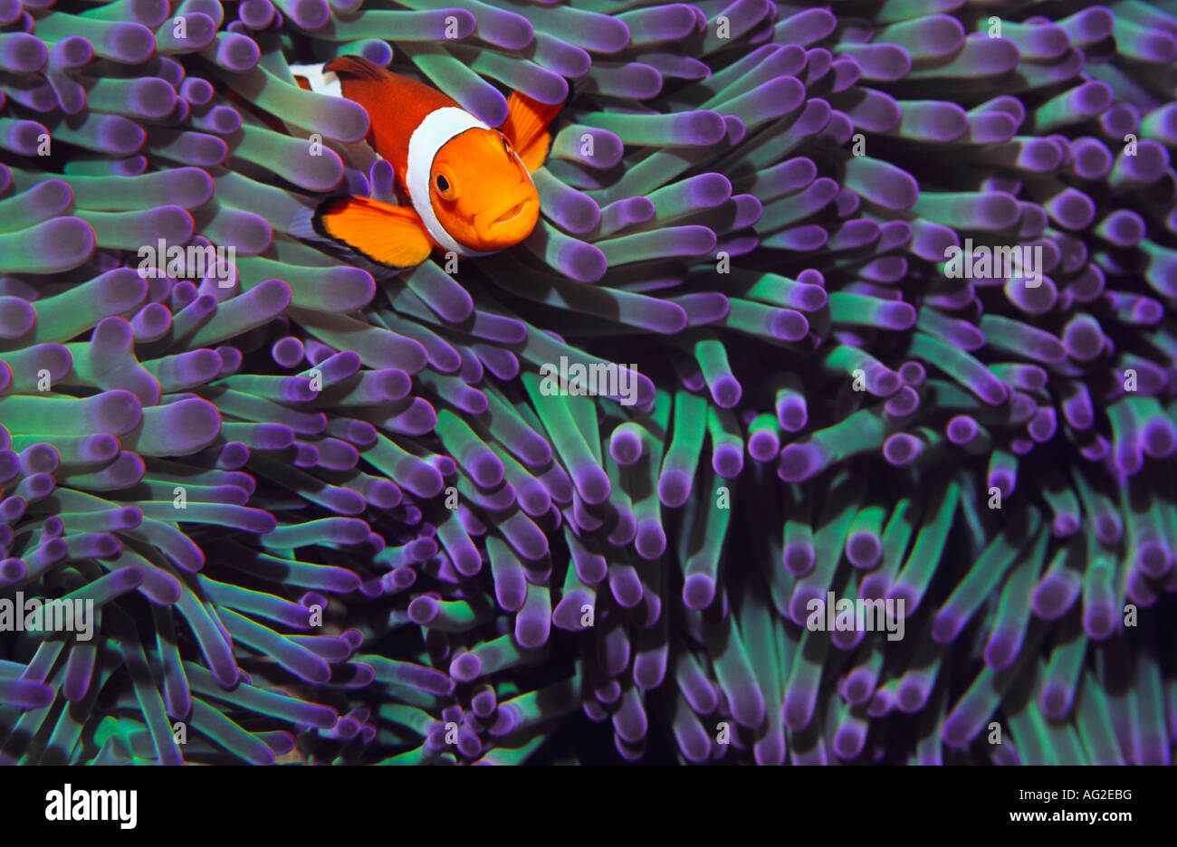 Des poissons clown se cachant parmi les anenomies la mer Banque D'Images