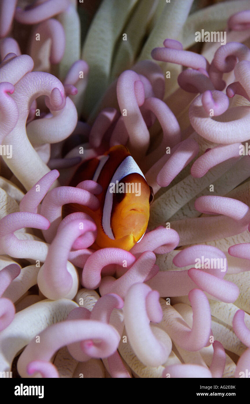 Des poissons clown se cachant parmi les anenomies la mer Banque D'Images
