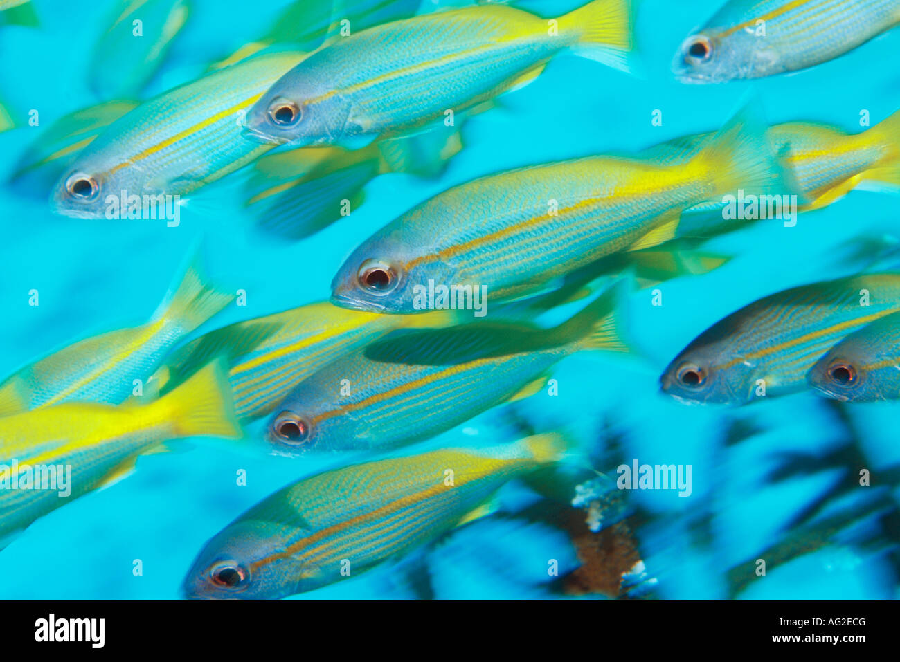 L'École de poissons tropicaux dans l'océan Banque D'Images