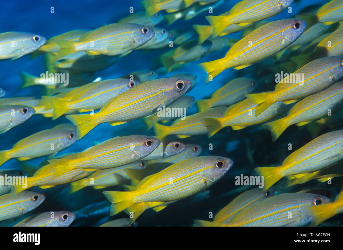 L'École de poissons tropicaux dans l'océan Banque D'Images