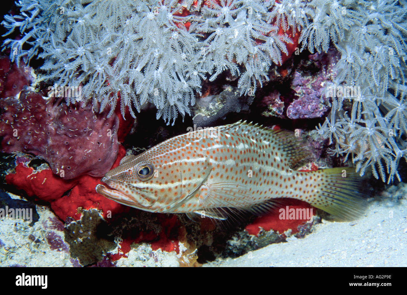 Whitelined Bocasse, également connu sous le nom de mérou svelte, Anyperodon leucogrammicus, en face d'un patch de coraux mous Banque D'Images