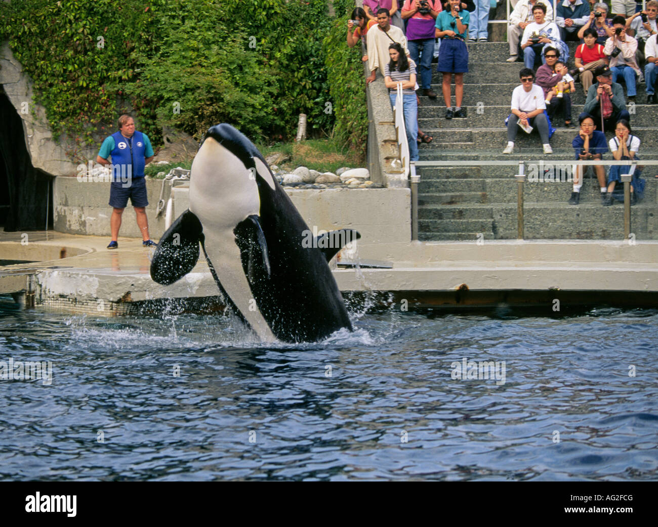 Un épaulard ou orque effectue à l'Aquarium de Vancouver à Stanley Park à Vancouver Banque D'Images