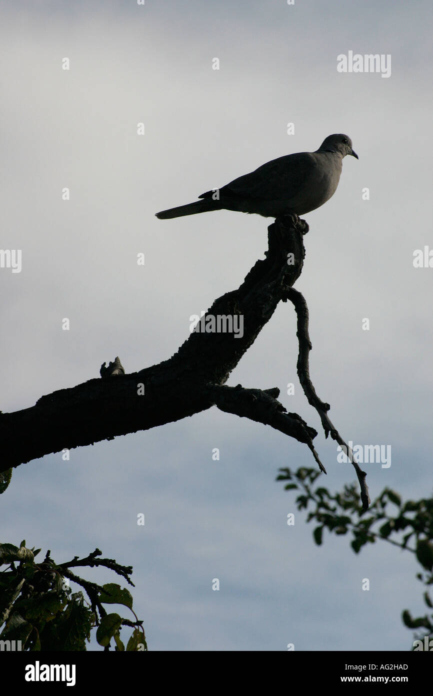Colombe Silhouette sur une branche d'arbre Banque D'Images