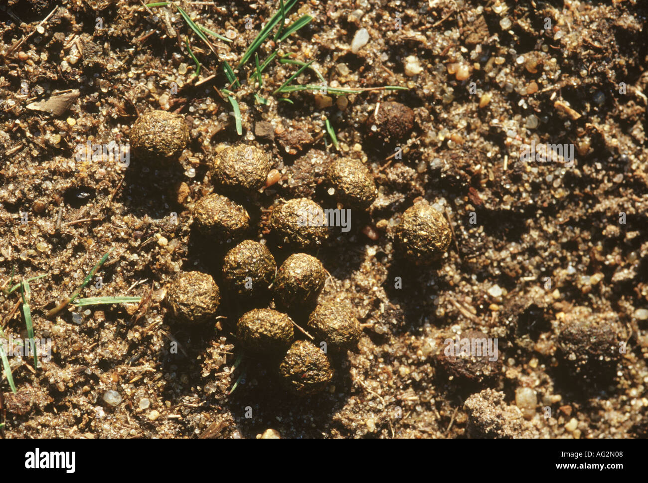 Les crottes de lapin Banque D'Images