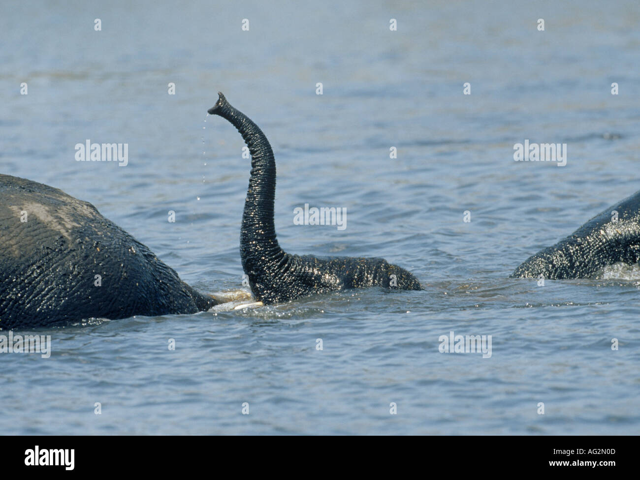 Bébé éléphant africain plongée avec tuba Banque D'Images