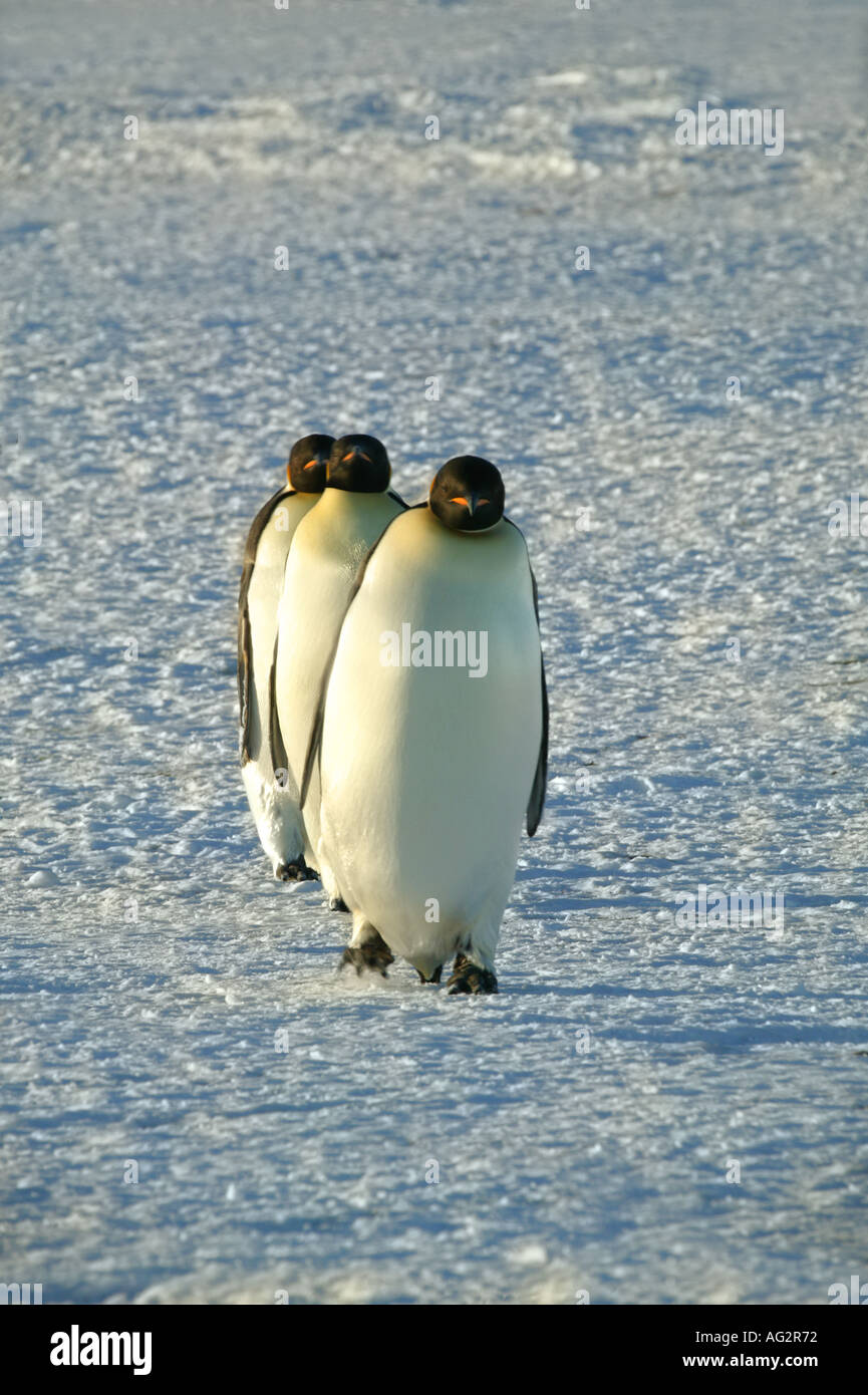 Trois manchots empereurs Riiser Larsen Ice Shelf Antarctique Banque D'Images