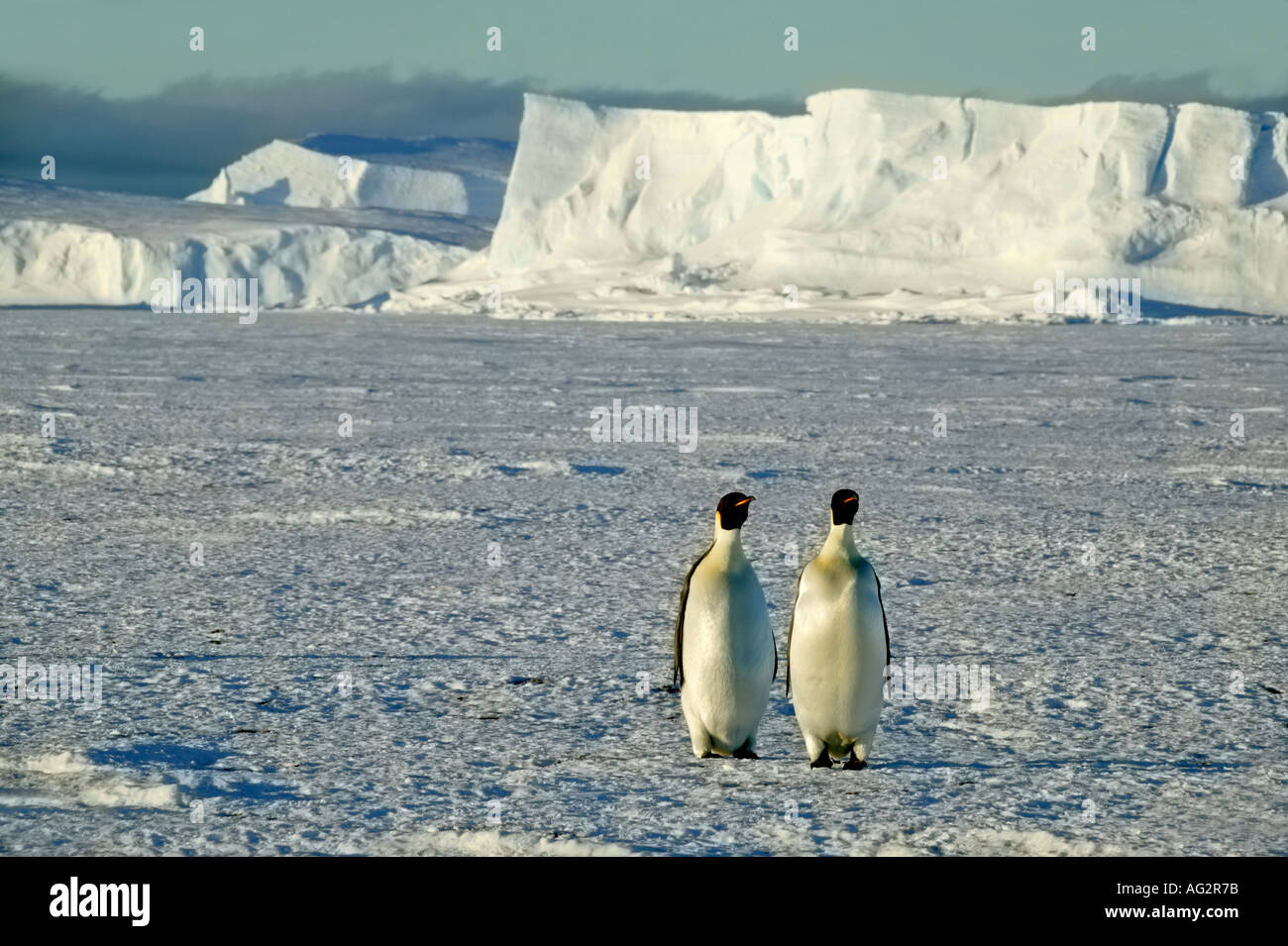 Les manchots empereur Riiser Larsen Ice Shelf Antarctique Banque D'Images